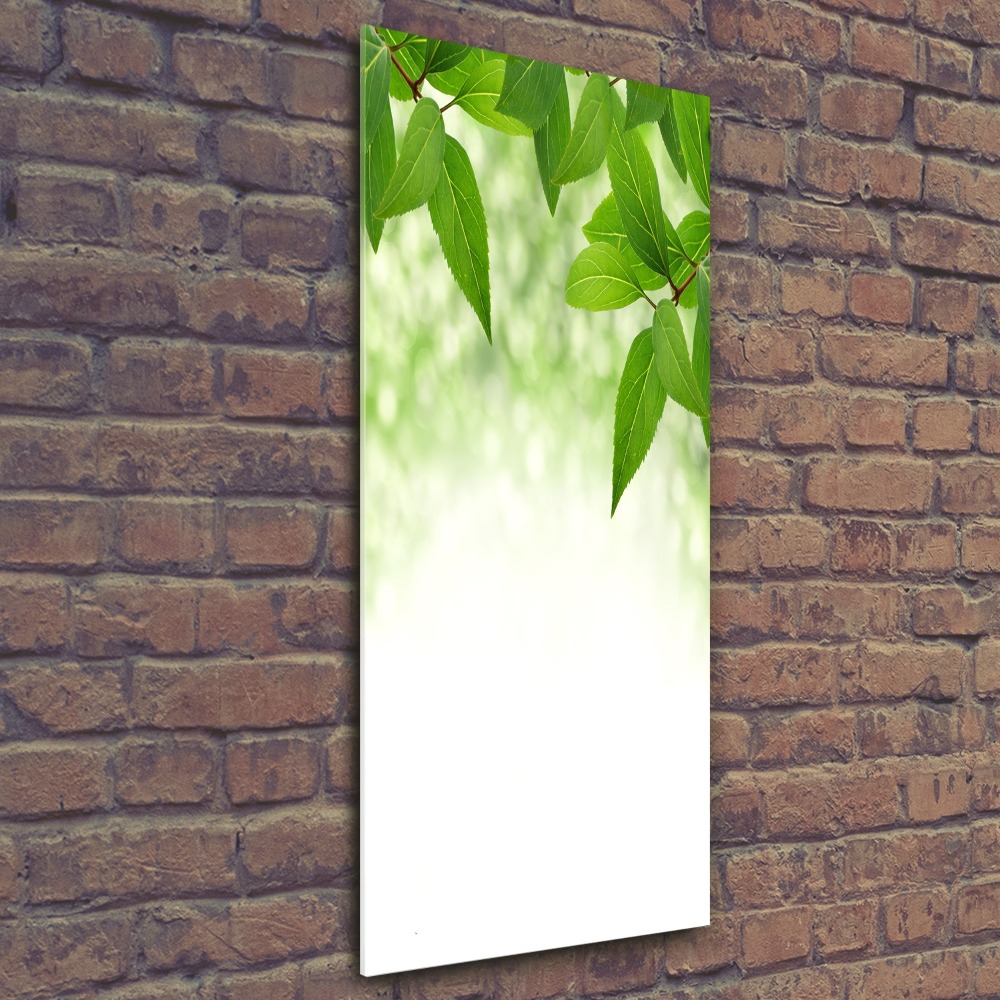 Acrylic print Green leaves