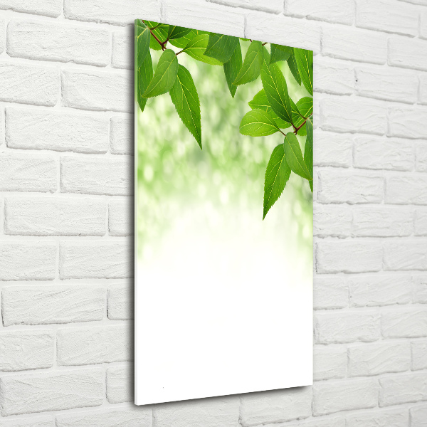 Acrylic print Green leaves