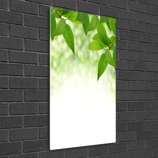 Acrylic print Green leaves