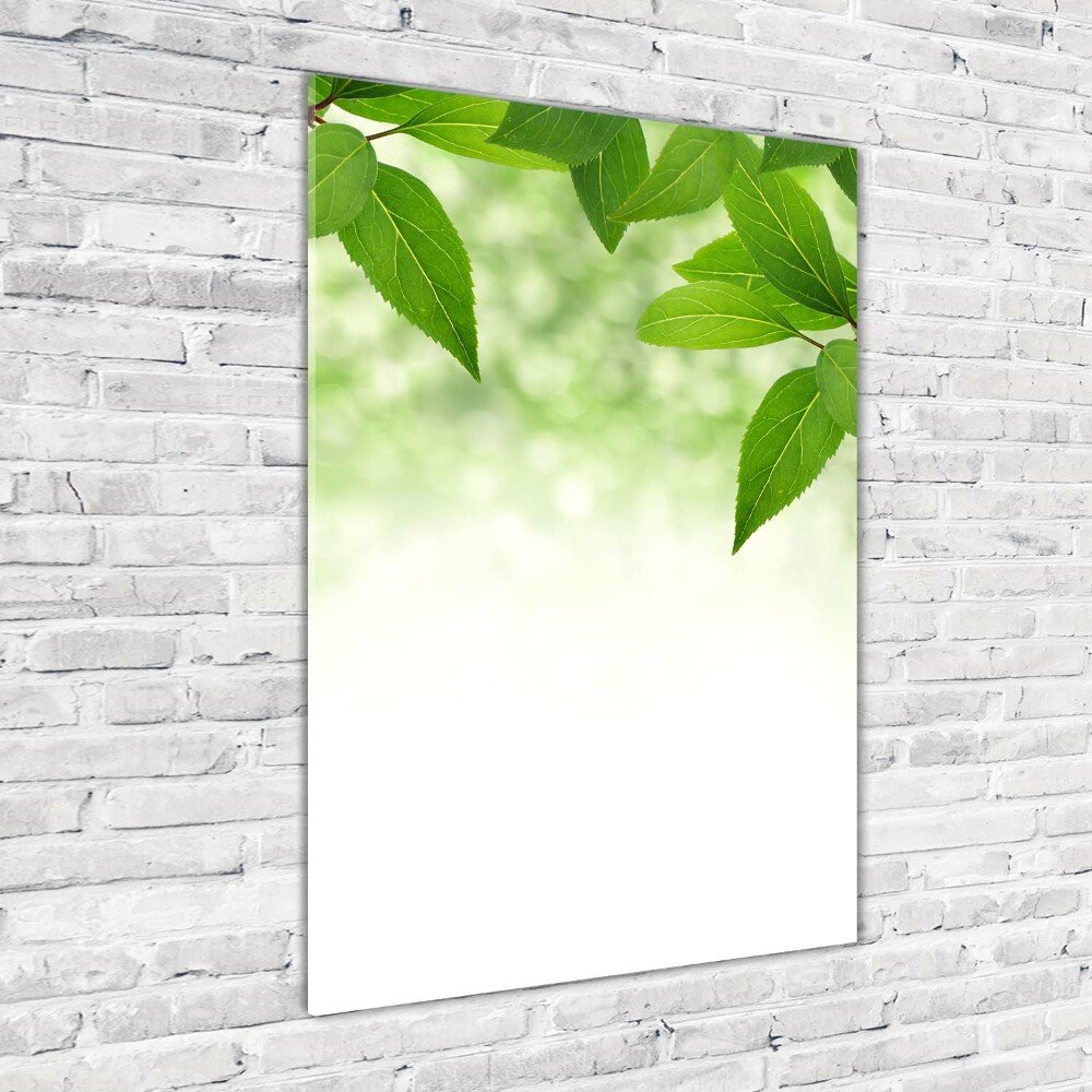 Acrylic print Green leaves