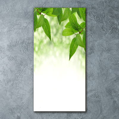 Acrylic print Green leaves