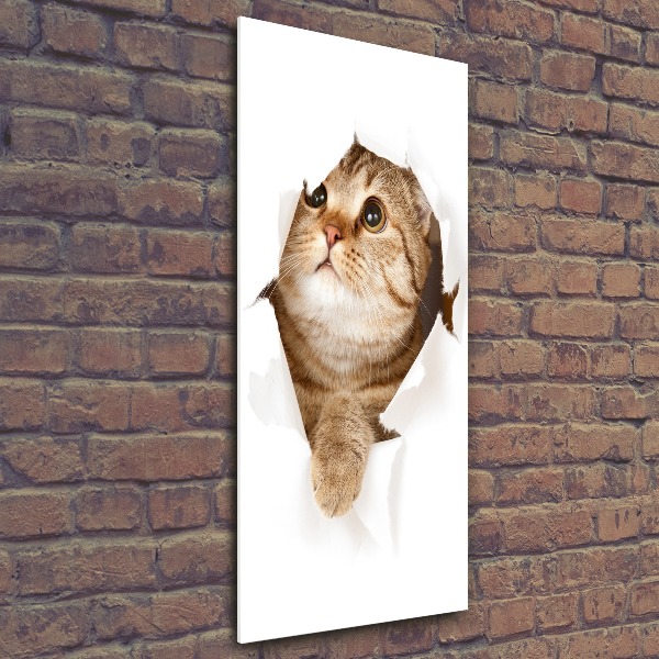 Acrylic print Cat