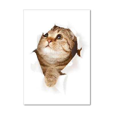 Acrylic print Cat