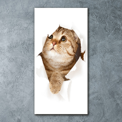 Acrylic print Cat