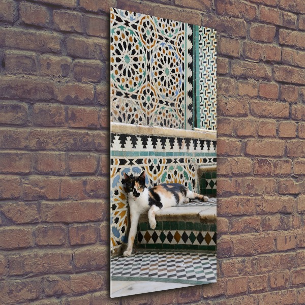 Acrylic print Cat in Morocco