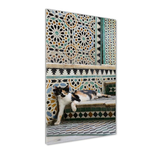 Acrylic print Cat in Morocco