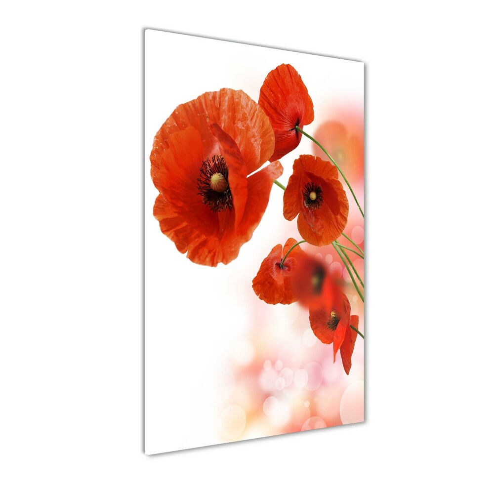 Print on acrylic glass Field poppy