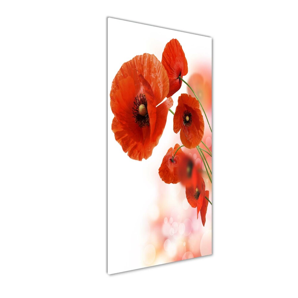 Print on acrylic glass Field poppy