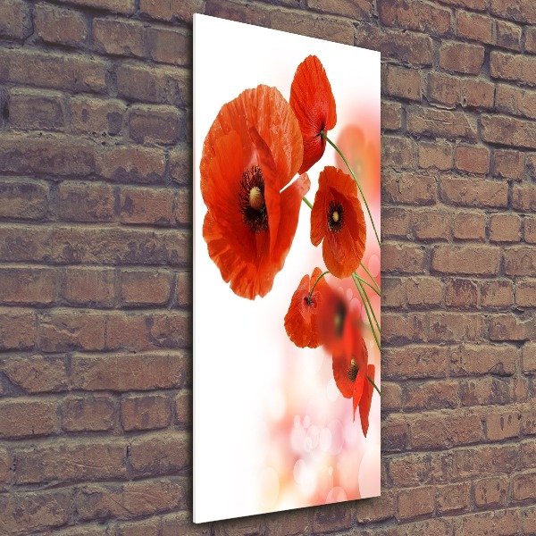 Print on acrylic glass Field poppy