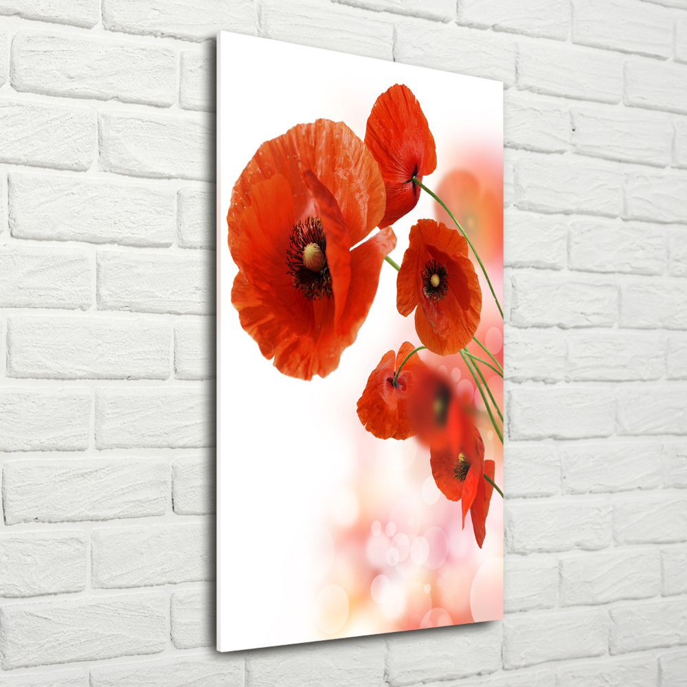 Print on acrylic glass Field poppy