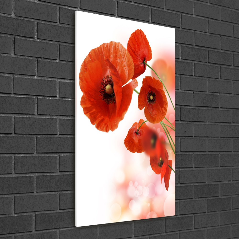 Print on acrylic glass Field poppy