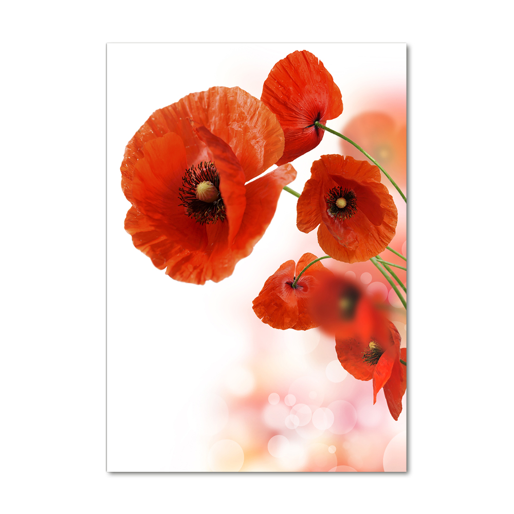 Print on acrylic glass Field poppy