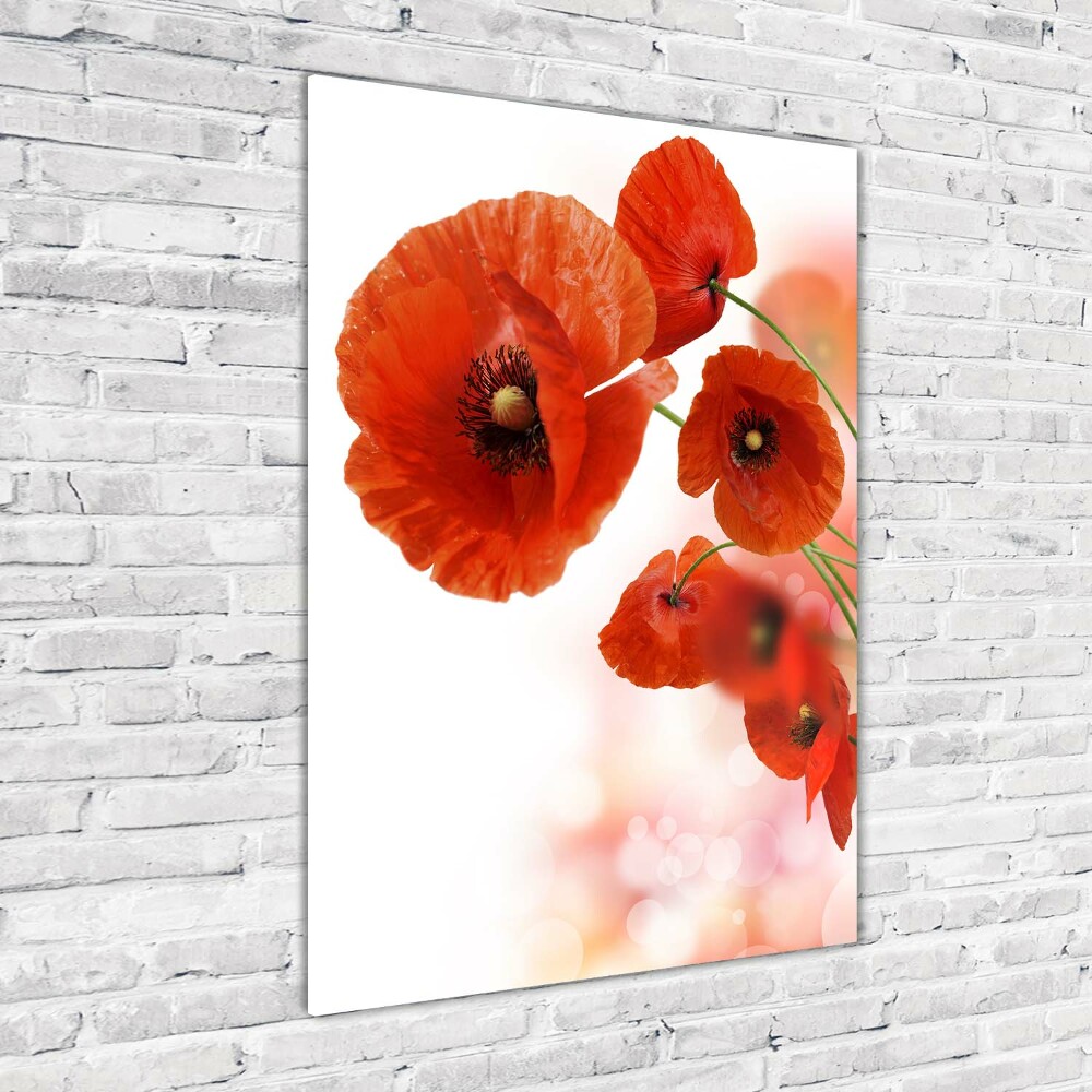 Print on acrylic glass Field poppy