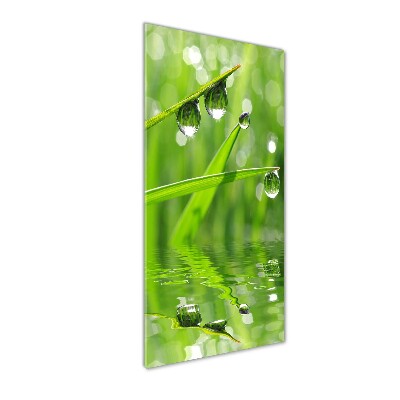 Print on acrylic glass Blade of grass