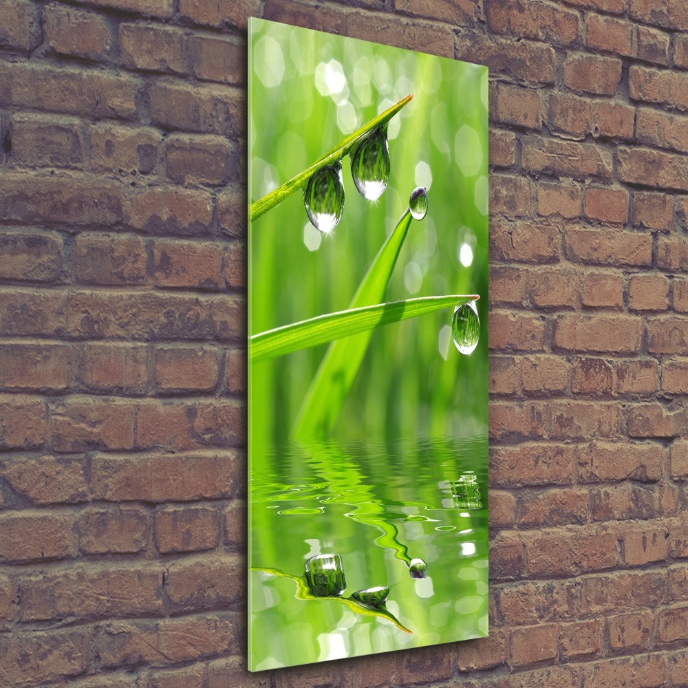 Print on acrylic glass Blade of grass