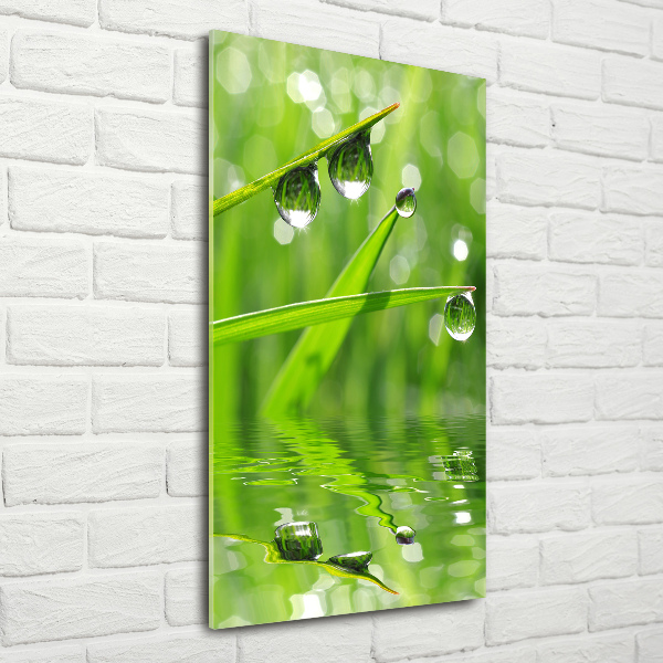 Print on acrylic glass Blade of grass