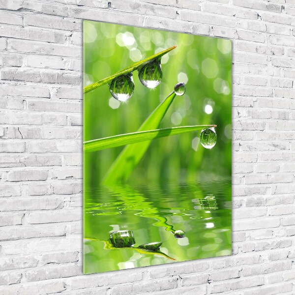 Print on acrylic glass Blade of grass