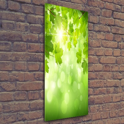 Print on acrylic glass Green leaves