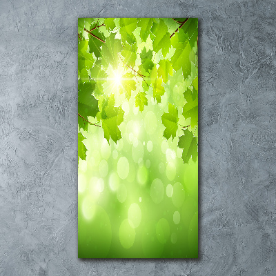 Print on acrylic glass Green leaves