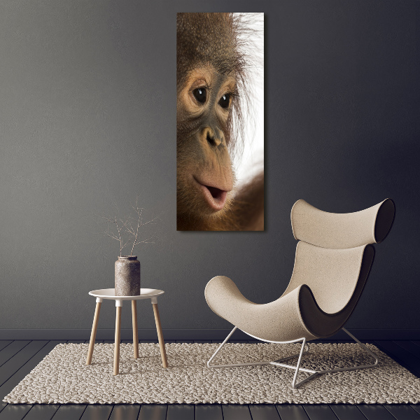 Print on acrylic Young orangutan