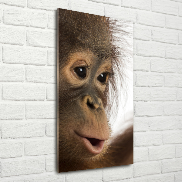 Print on acrylic Young orangutan