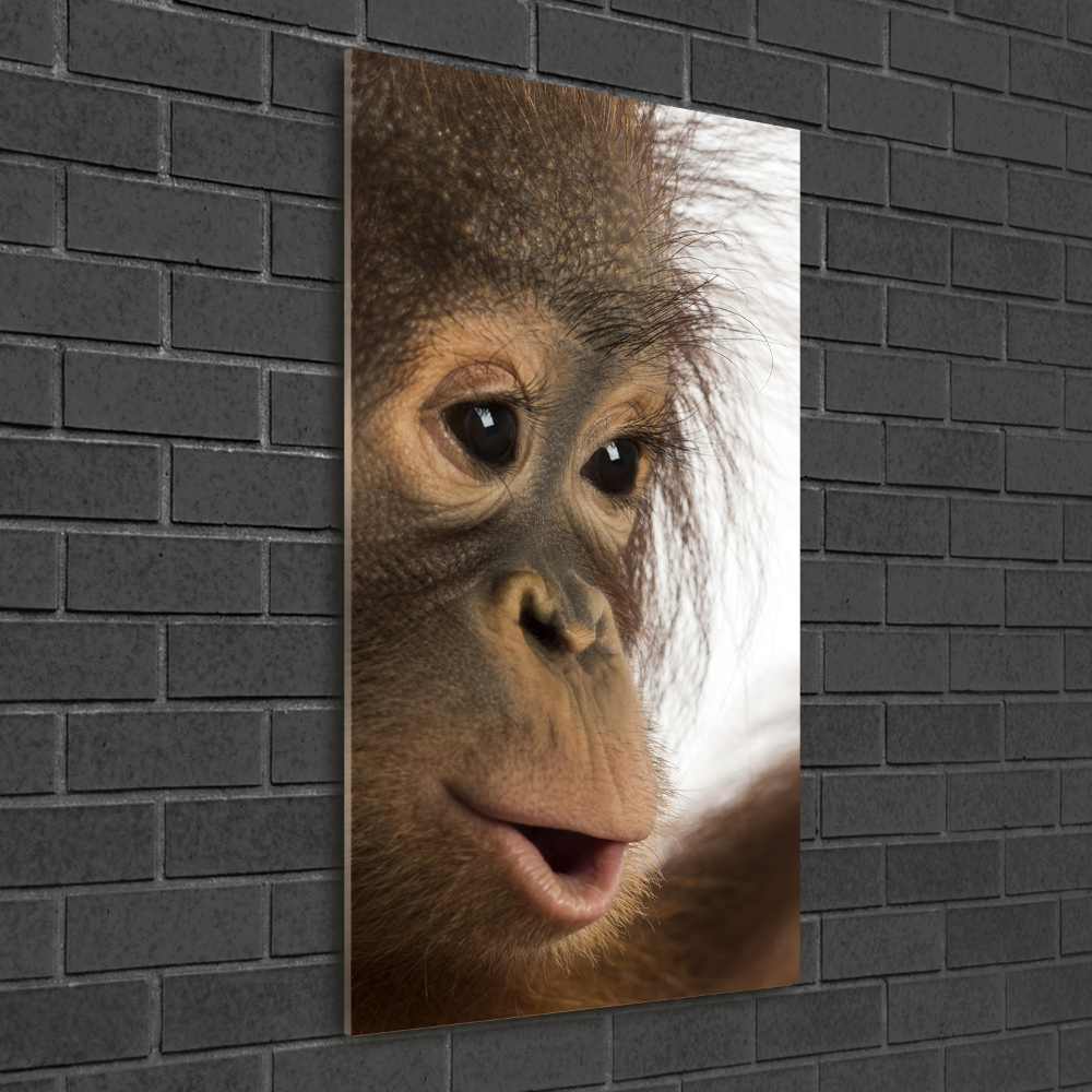 Print on acrylic Young orangutan