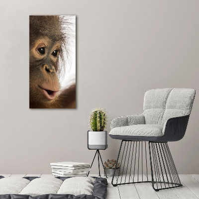 Print on acrylic Young orangutan