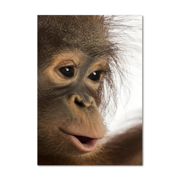 Print on acrylic Young orangutan