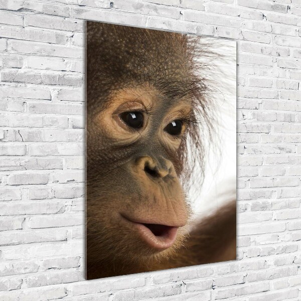 Print on acrylic Young orangutan