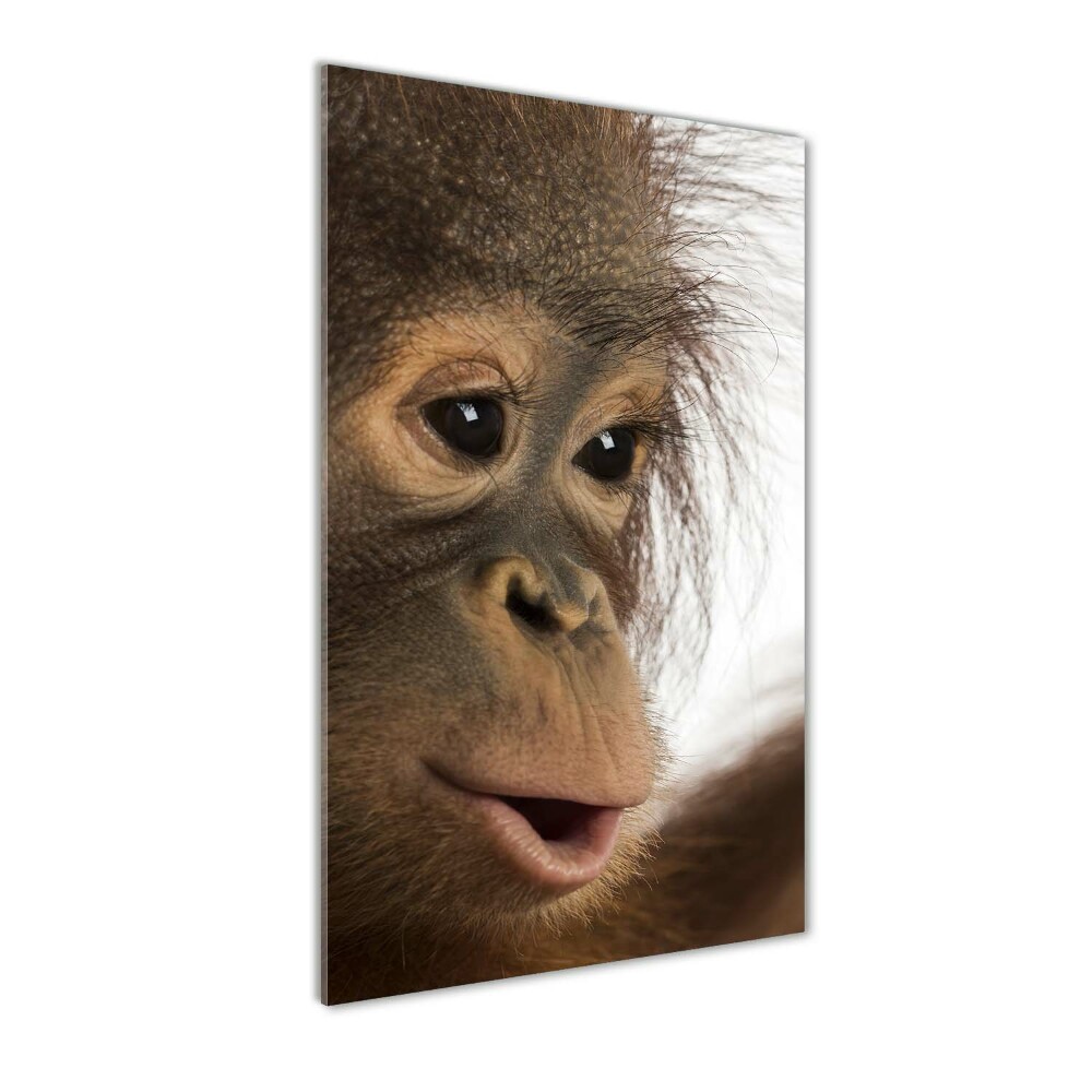 Print on acrylic Young orangutan