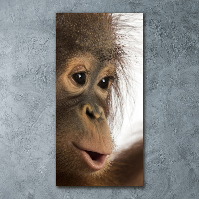 Print on acrylic Young orangutan