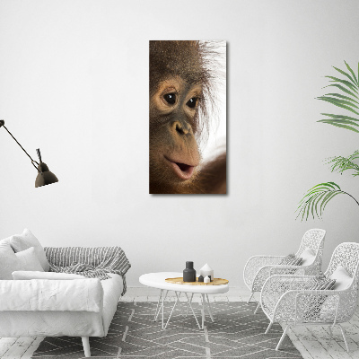 Print on acrylic Young orangutan