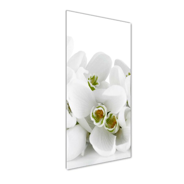 Acrylic glass print White snowdrops