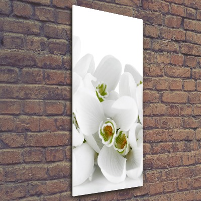 Acrylic glass print White snowdrops