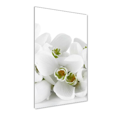 Acrylic glass print White snowdrops