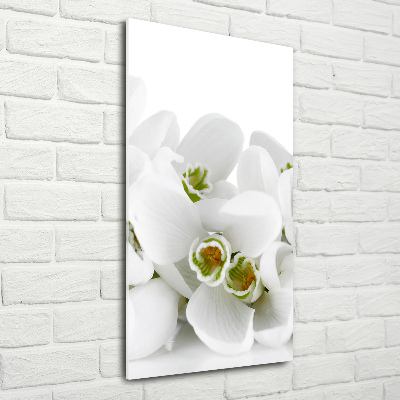 Acrylic glass print White snowdrops