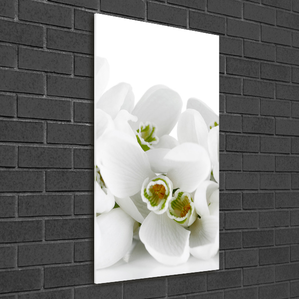 Acrylic glass print White snowdrops