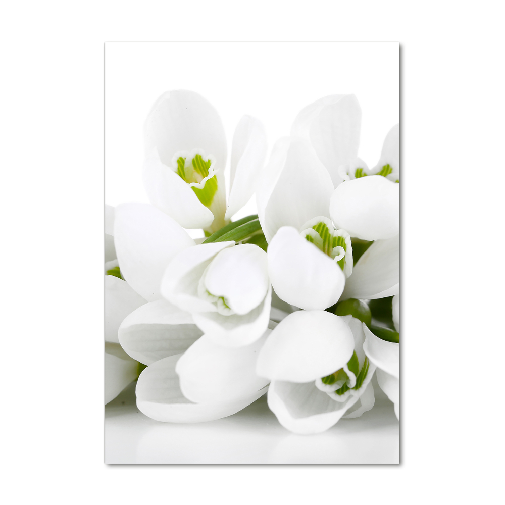 Acrylic glass print White snowdrops