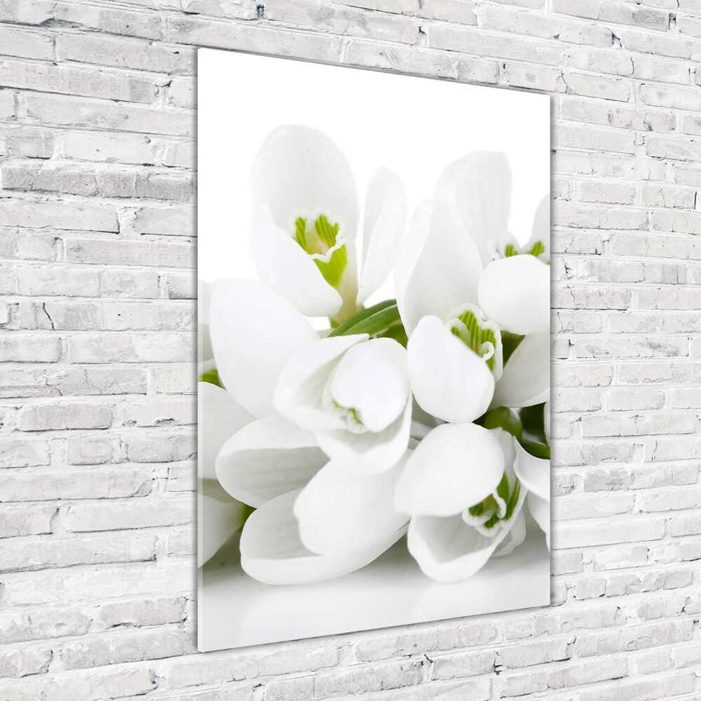 Acrylic glass print White snowdrops