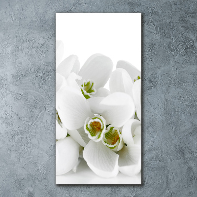 Acrylic glass print White snowdrops