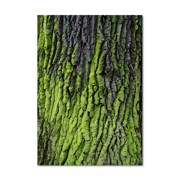 Print on acrylic Tree bark