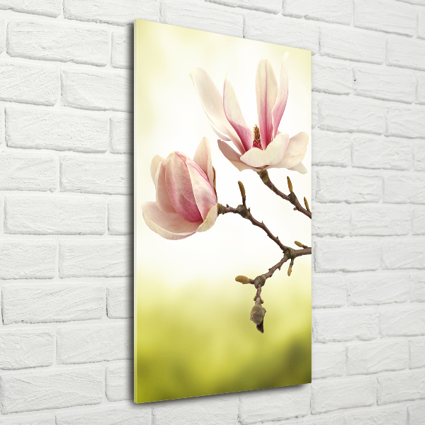 Print on acrylic Magnolia flowers