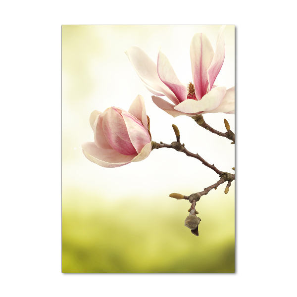 Print on acrylic Magnolia flowers