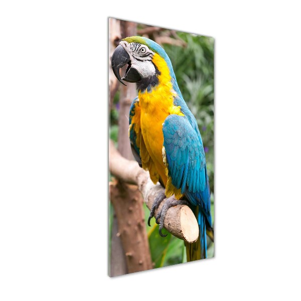 Acrylic print Ara parrot