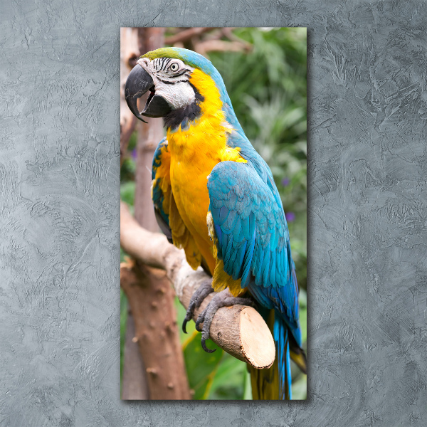 Acrylic print Ara parrot