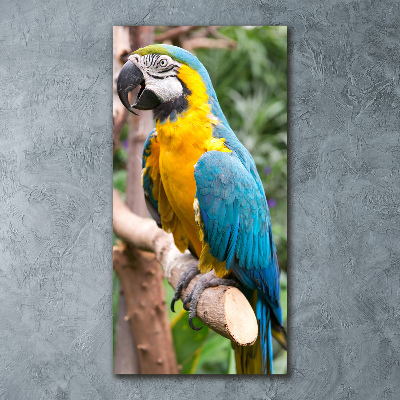 Acrylic print Ara parrot