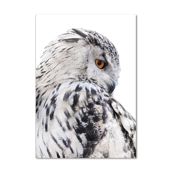 Acrylic print White owl