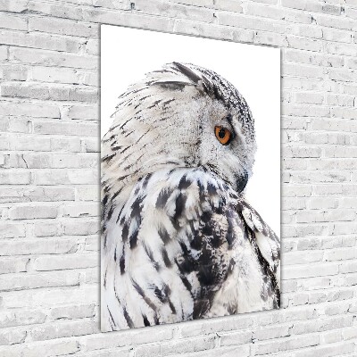 Acrylic print White owl