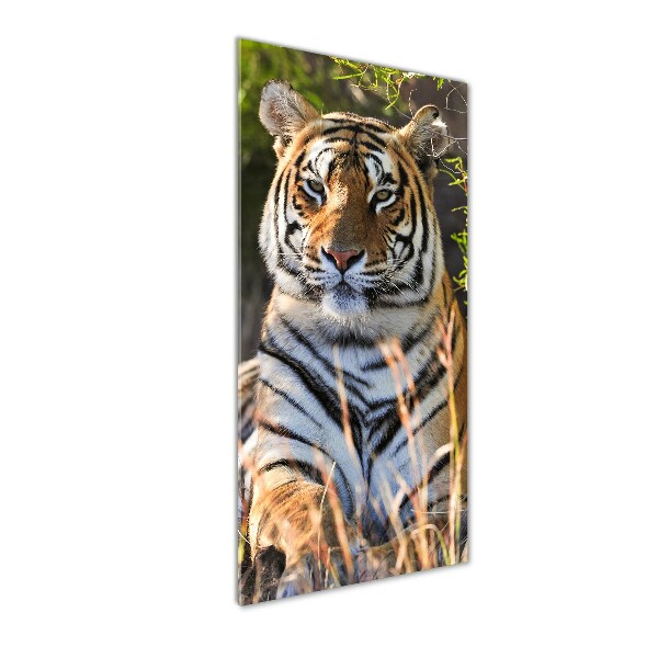 Acrylic print Tiger