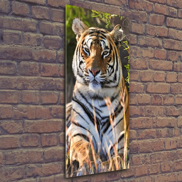 Acrylic print Tiger